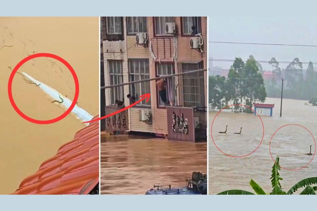 ग्वांग्शी बाढ़ सांप फार्म की दीवार टूटी 900 जहरीले सांप रिहायशी इलाकों में पहुंचे