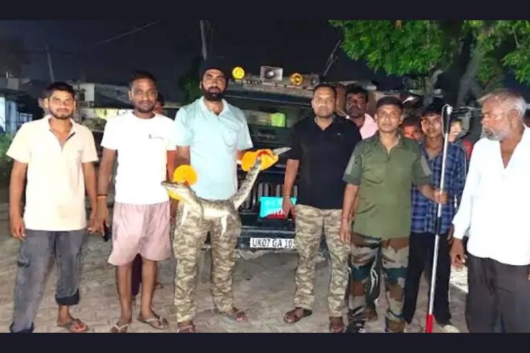 लक्सर में घर में घुसा मगरमच्छ