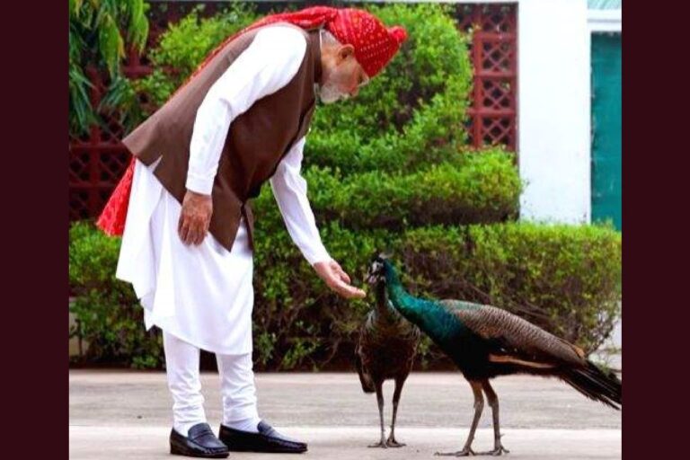 पीएम मोदी ने गायों और मोरों को खिलाया दाना, शेयर किया वीडियो