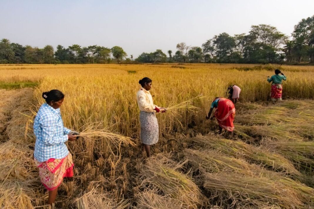 नवा खाई: छत्तीसगढ़ की लोकसंस्कृति में अन्न, किसान और प्रकृति का सम्मान
